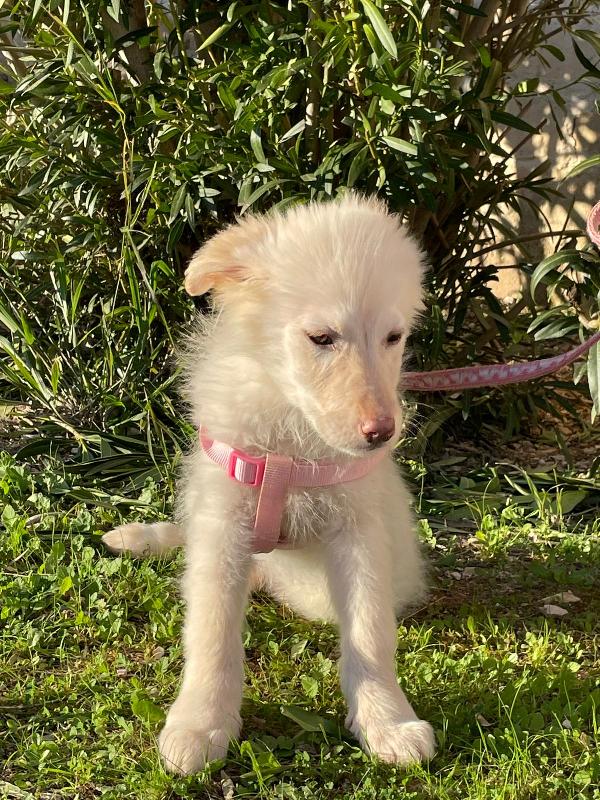 Ninfa, la cucciola rimasta sola Foto 2